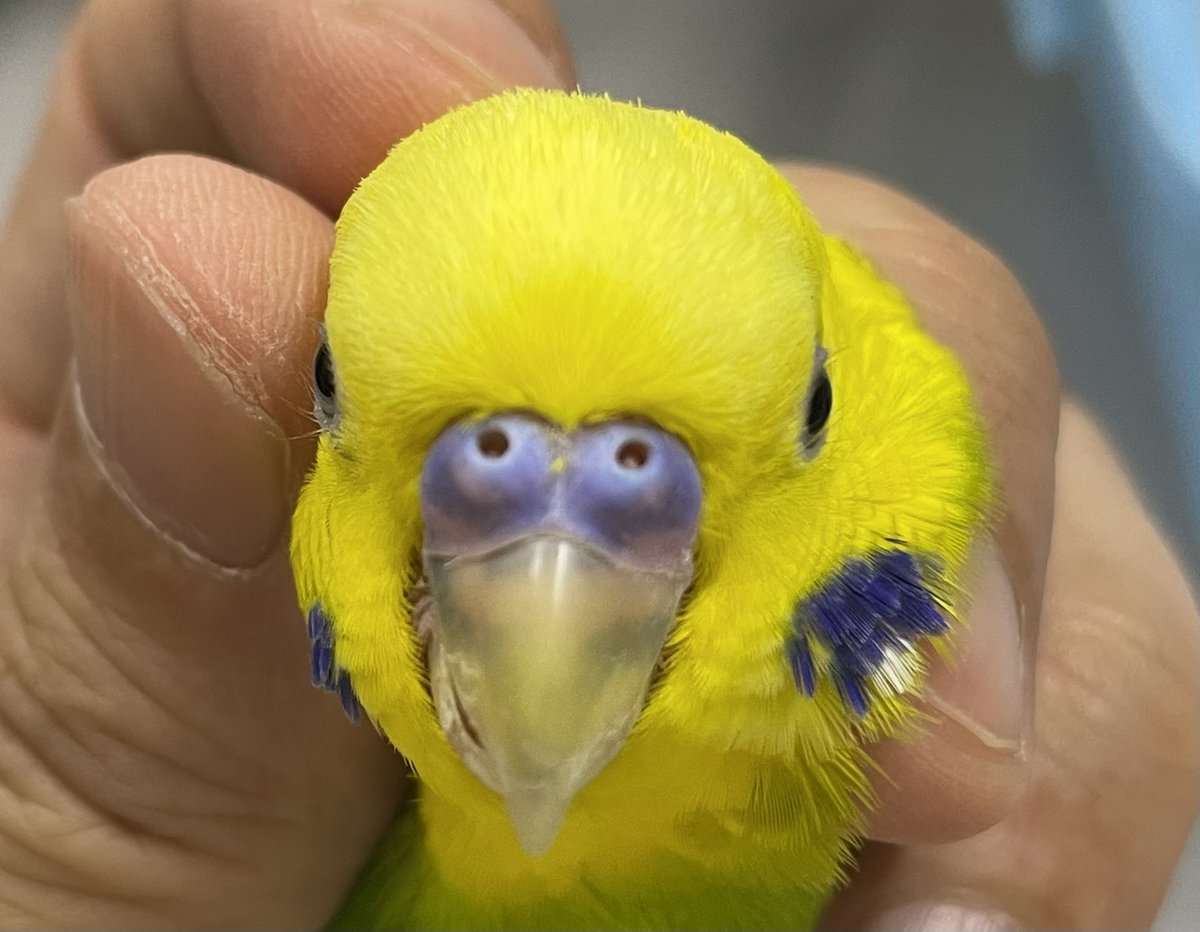 海老沢和荘 セキセイインコの品種のパイドはまだらという意味でメラニンがまだらに入っています この仔の場合メラニンがある部分の羽は緑色になり オスのろう膜のメラニンが無い部分はピンクになり 嘴とふしょのメラニンがある部分は青っぽくなります