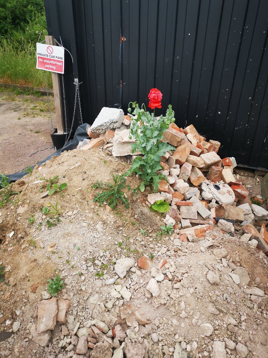 Saw this beautiful flower growing amongst rubble on my walk today &amp; I took a picture because this shows that even when you're feeling like rubbish &amp; everything around you is a mess, beautiful things can happen if you allow them to blossom 🌷🌺🌼

#BeKind #MentalHealthAwareness