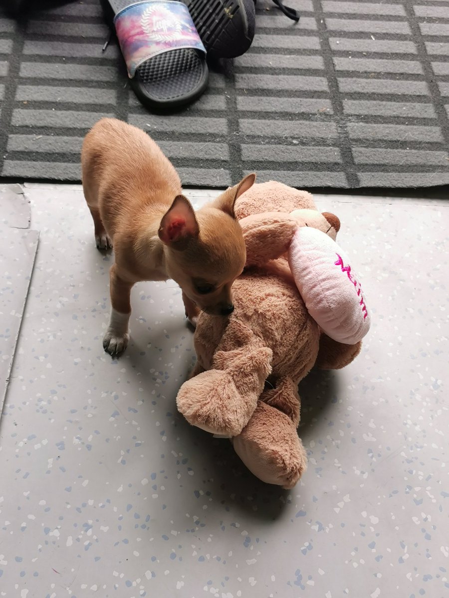 danielle overend-hogg tweet media