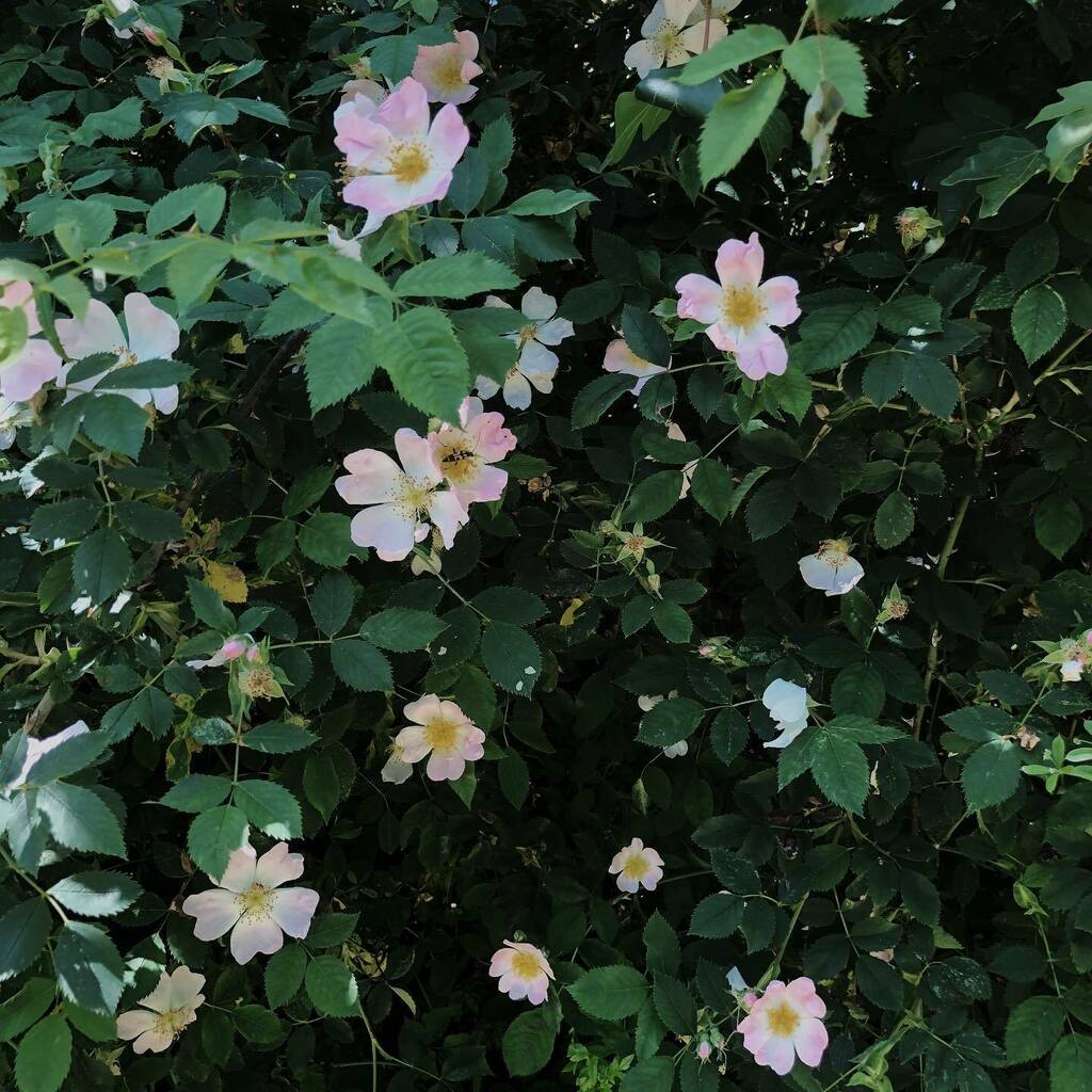 I couldn’t resist an early walk today, even though it’s so warm. I knew I would be in meetings most of the day and getting out for a walk first made all the difference. Wishing I could share the smell of this wild rambling rose instagr.am/p/CQG9RfLLtxS/