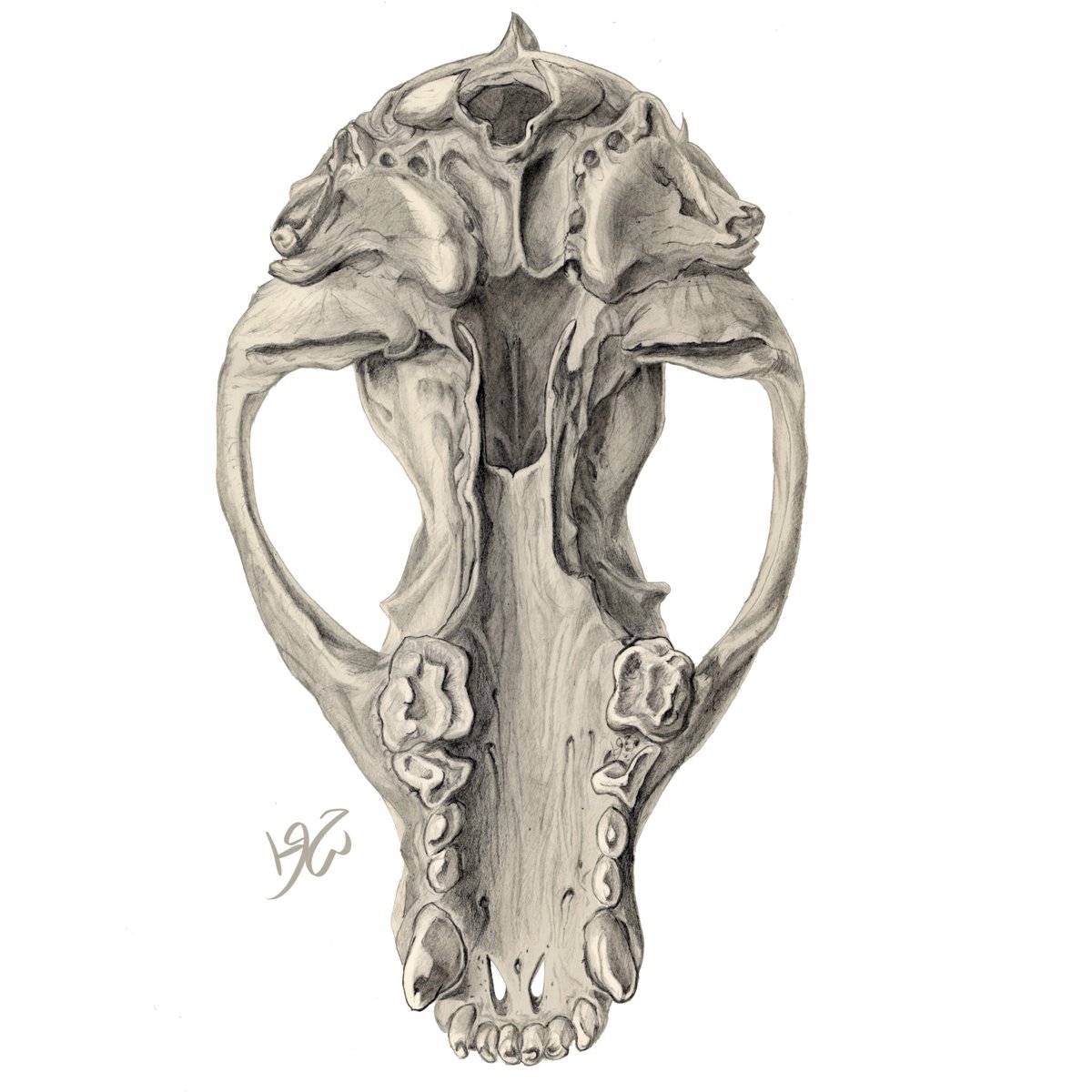 AnikiXVI's tweet photo. Cat Skull - Inferior / Dorsal view via @artstationhq https://t.co/metCDvs0k1 

#Scientific #illustration #bone #Skull #Animal #Cat https://t.co/JLOd5YOOes