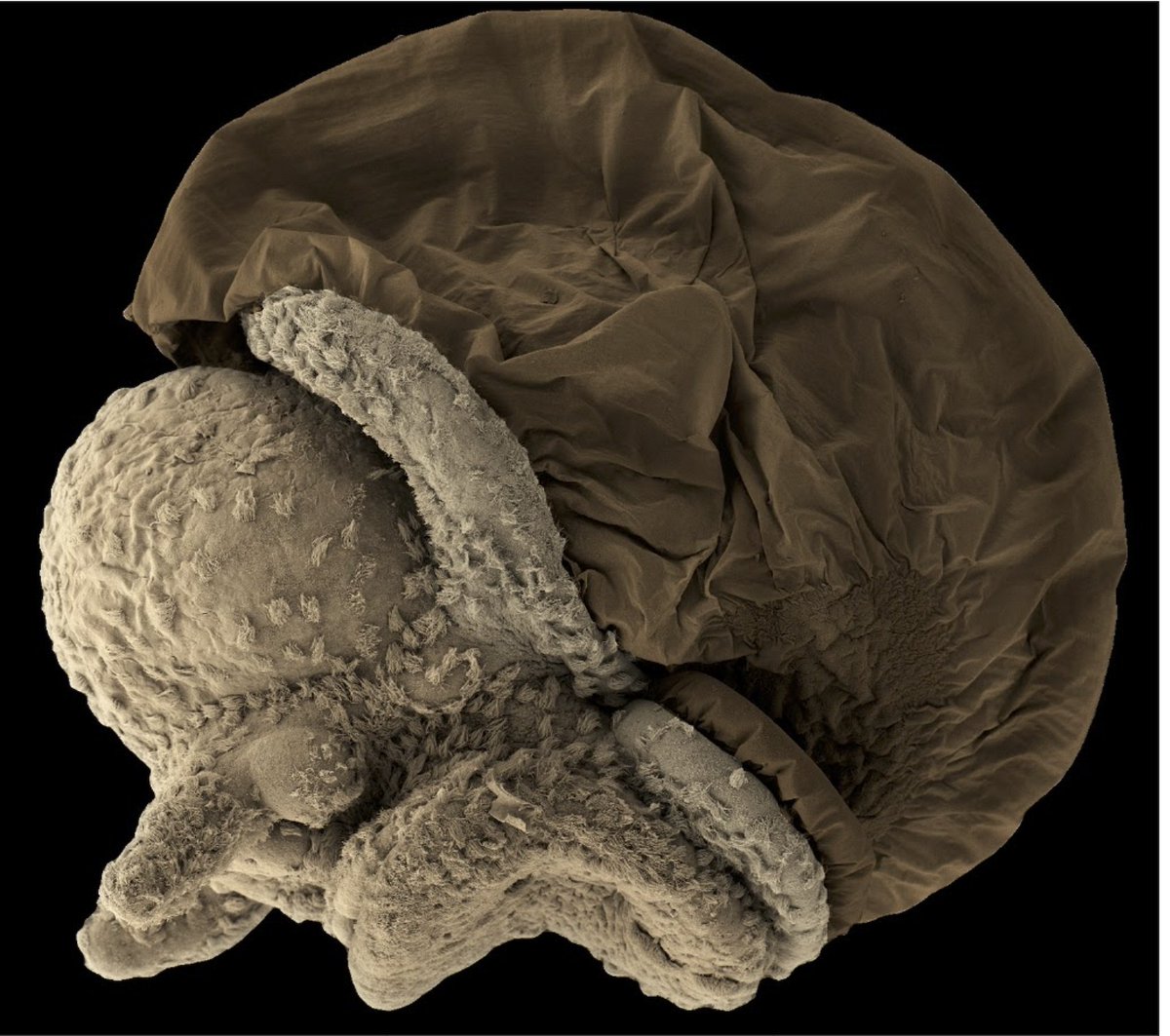 International Society for Regenerative Biology on Twitter "This 9day