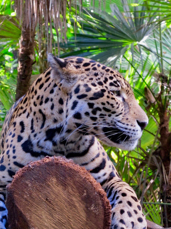 The Belize Zoo has a handsome new jaguar, Lindo.
Wouldn't you love to meet him and all of his friends?

📸  Launce Roberts

#animalsofinstagram #catlover #catoftheday #carnivore #jaguar #wildlife #animals #zoo #Belize #hamanasi #RegenerativeTravel #RegenerativeResorts