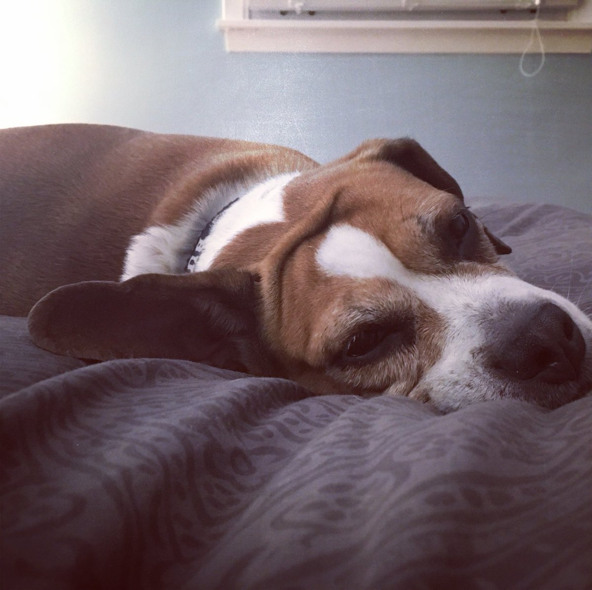 jennbunk11's tweet photo. The veterinarian community is filled with kind, giving, super smart people who don’t receive enough credit for all of the hours and energy they put into caring for our loving our animals. #EarsToVets ⁦@dog_rates⁩ ⁦@notonemorevet⁩ https://t.co/iIYWczpXTE