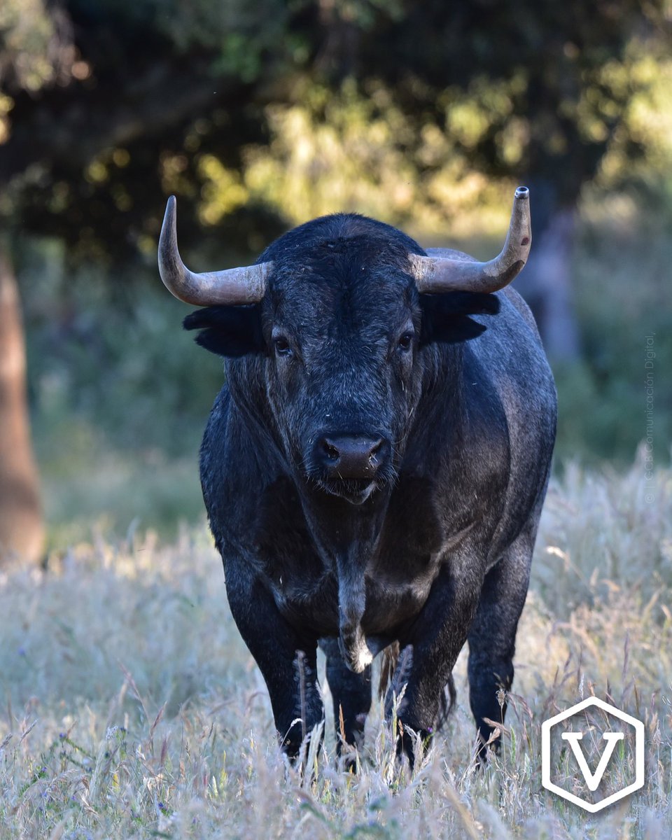 MIRADAS 

#adolfomartin #seriedad #camino