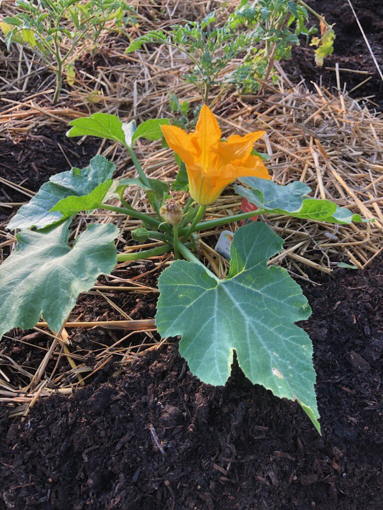 GuelphVillage's tweet image. Gardening isn’t accessible or affordable to all families who want to address their own #foodsecurity needs. Thanks Guelph @PeaveyMart for help w vegetable seedlings @OurFoodFuture @cityofguelph @GuelphCF @GuelphGives #GiveLocal2021 #WestSideStories