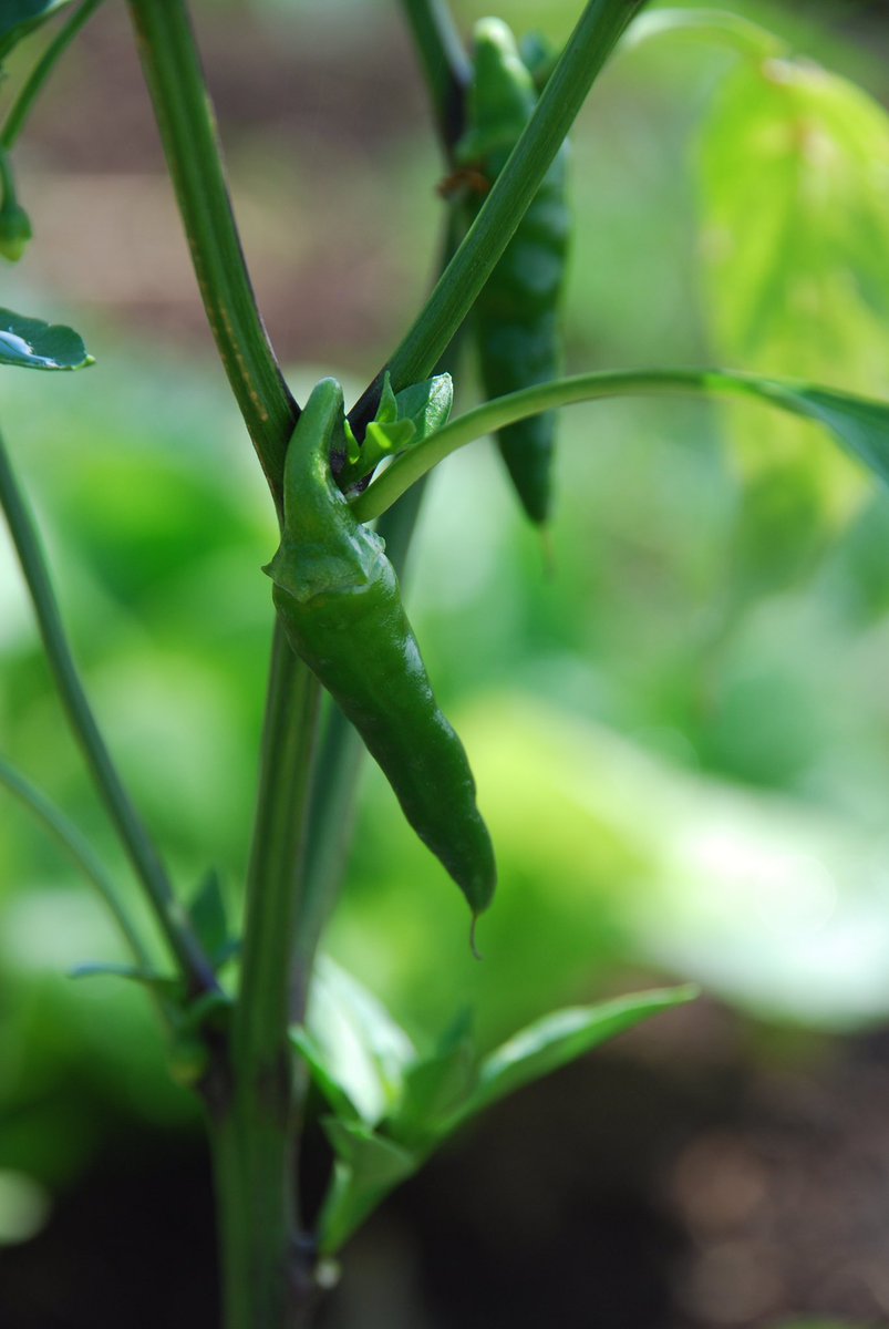GuelphVillage's tweet image. Gardening isn’t accessible or affordable to all families who want to address their own #foodsecurity needs. Thanks Guelph @PeaveyMart for help w vegetable seedlings @OurFoodFuture @cityofguelph @GuelphCF @GuelphGives #GiveLocal2021 #WestSideStories