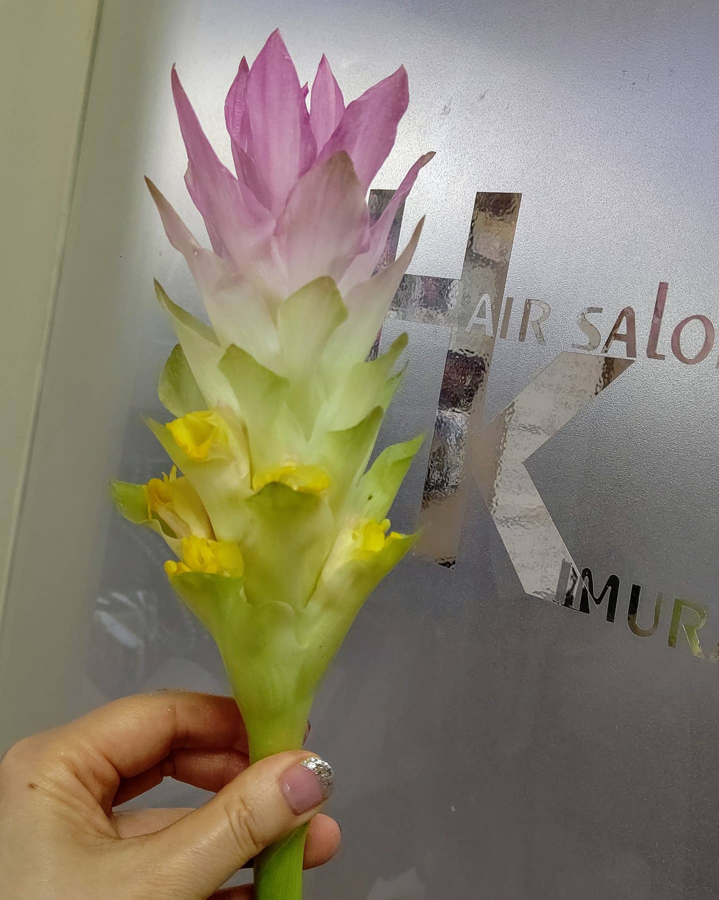 春ウコン Twitter Search Twitter