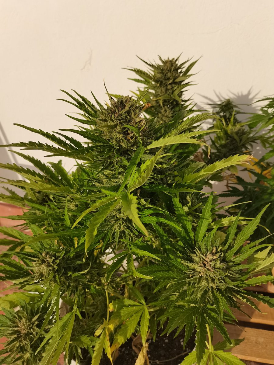 CPTN_Rastafari's tweet photo. Toca cortar las #AutoCritical de @GiftsGreenwood, una planta de la que solo puedo decir cosas buenas.

Ha aguantado sin inmutarse la adversidad meteorológica y el ataque de la araña roja. La producción es más que buena,
.Calidad y cantidad de resina excelente con olor a cítrico https://t.co/Lp0WVXg4zi
