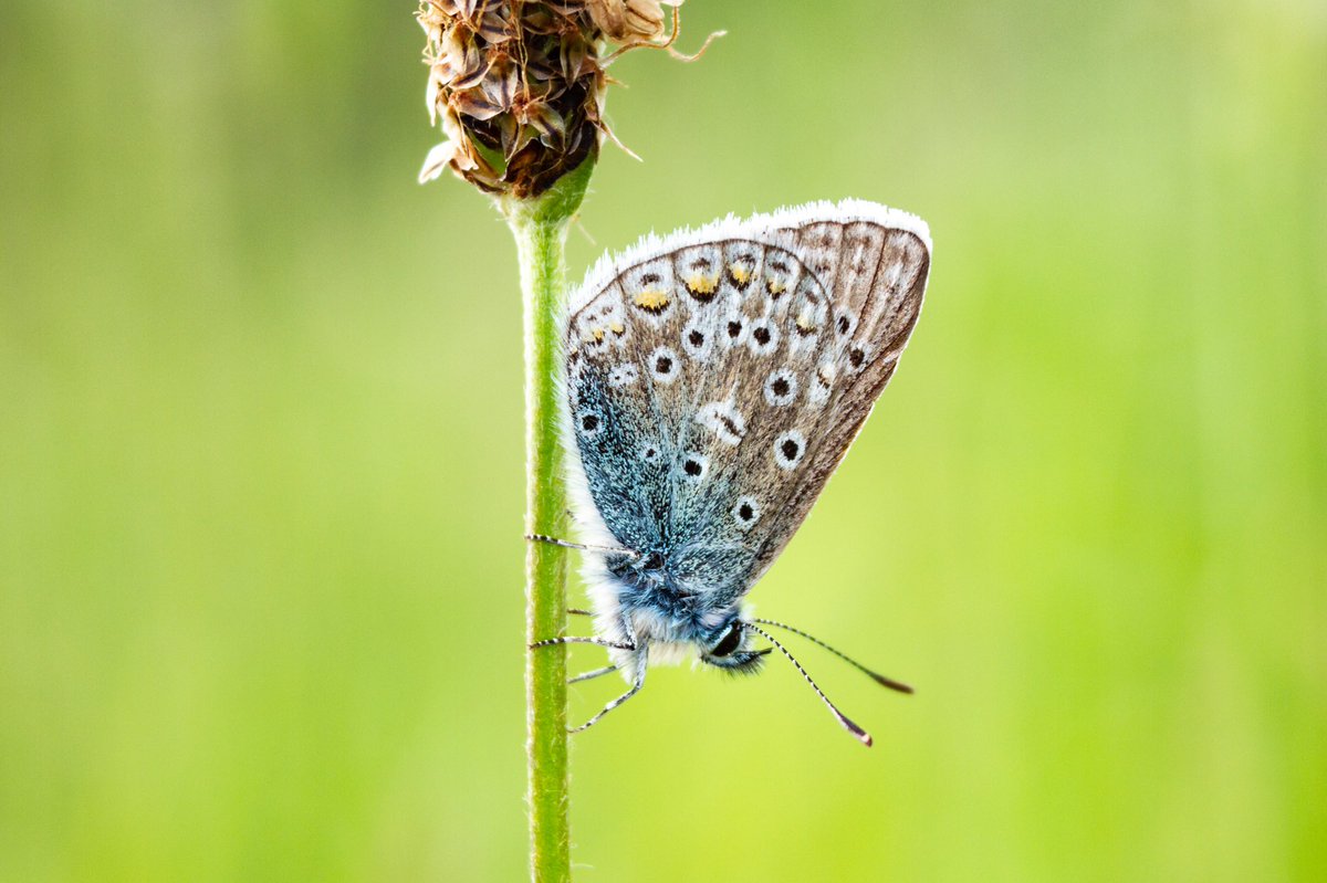 Kasabyanwild's tweet photo. Chimney Sweeper Moth, Common Blue, Small Heath &amp; Treble Bar….. @LWTWildNews #CopperHill https://t.co/pjCpLjuO4X