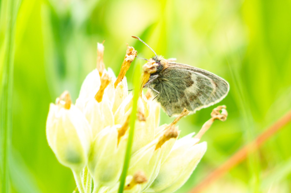 Kasabyanwild's tweet photo. Chimney Sweeper Moth, Common Blue, Small Heath &amp; Treble Bar….. @LWTWildNews #CopperHill https://t.co/pjCpLjuO4X