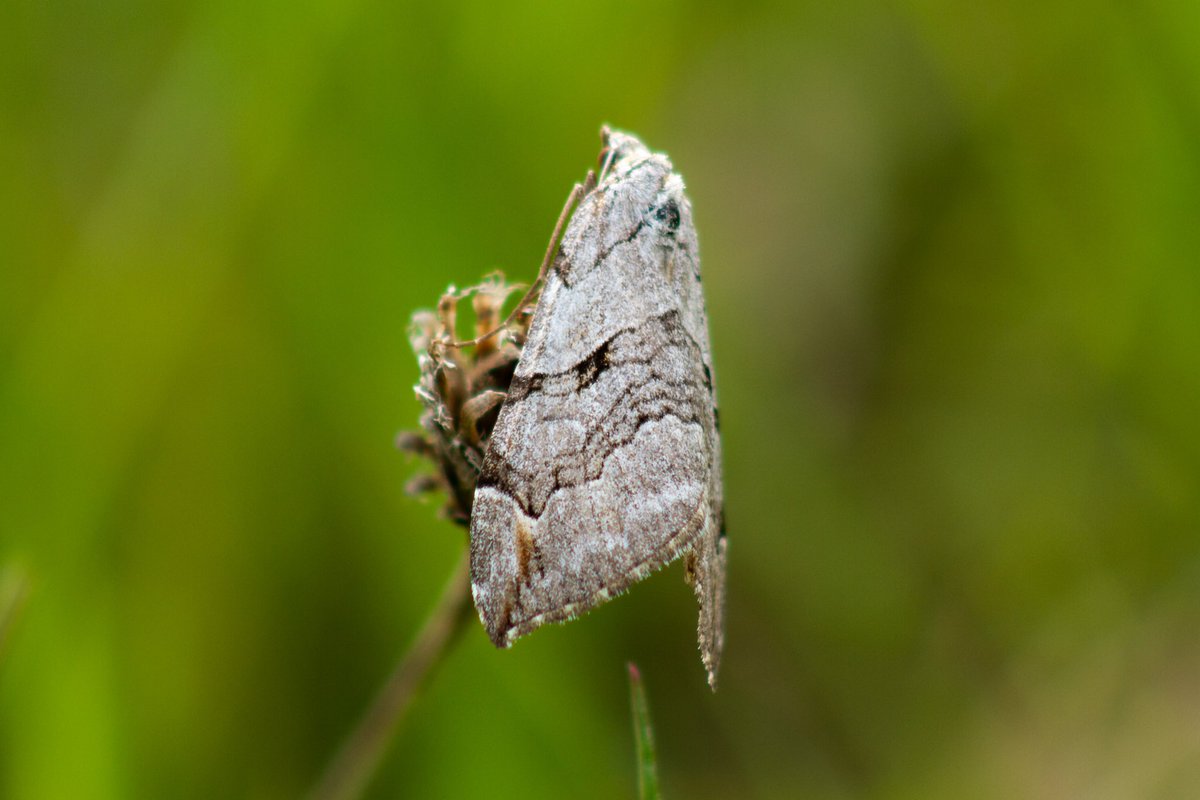 Kasabyanwild's tweet photo. Chimney Sweeper Moth, Common Blue, Small Heath &amp; Treble Bar….. @LWTWildNews #CopperHill https://t.co/pjCpLjuO4X