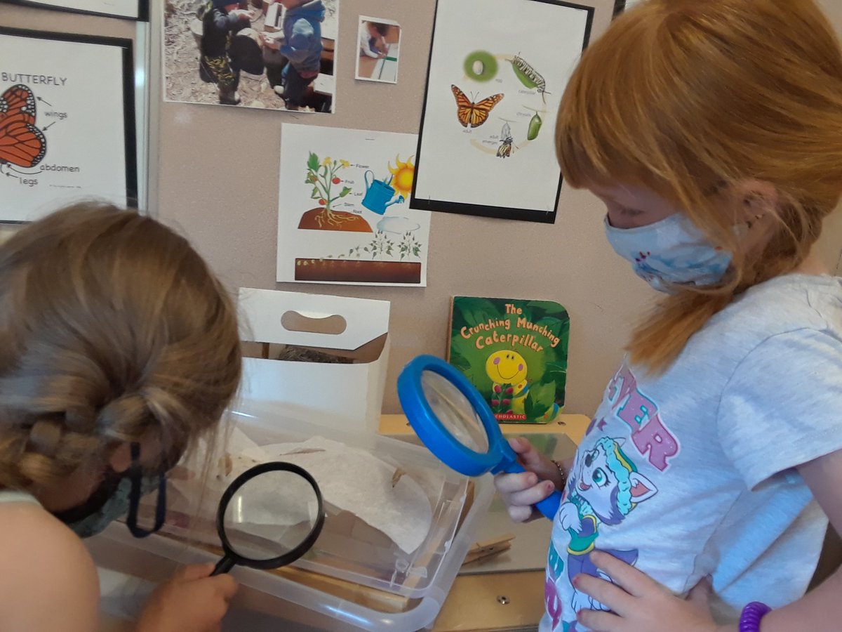 LohnesFreeman's tweet photo. We set the last 3 of our butyerflies free today.  We were sad to see them go but also super excited to see them fly free....but then we really  got to check out the empty chrysalis ❤ https://t.co/kX1gslaoe2