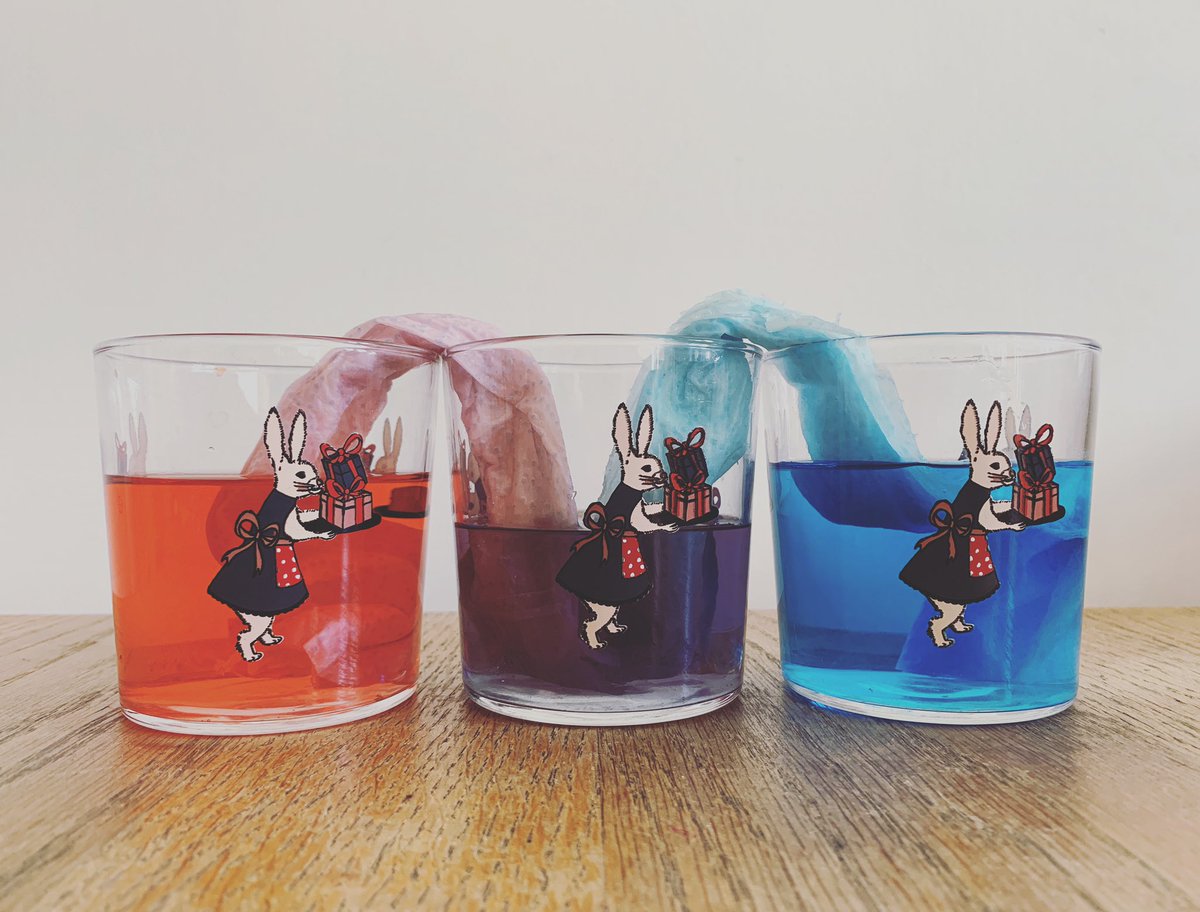 Capillary action science experiment! (To illustrate how plants get water and some of their nutrients.) Rabbit glasses optional. Thanks for the fun experiment <a href="/LetterboxLab/">Letterbox Lab</a> - small bear loved it.