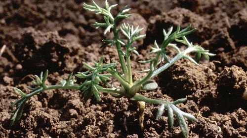 Weed no.4 is a tricky one! What weed is this? Post your answer on our website for your 
<a href="/BASISRegLtd/">BASIS Reg Ltd</a> CP point or comment below for bragging rights! buff.ly/3wnnRxr #AWW21 
<a href="/ArableFarming/">ArableFarming</a> <a href="/ADASArable/">ADAS Arable Reporter</a> <a href="/adasYEN/">YEN - The Yield Enhancement Network</a>