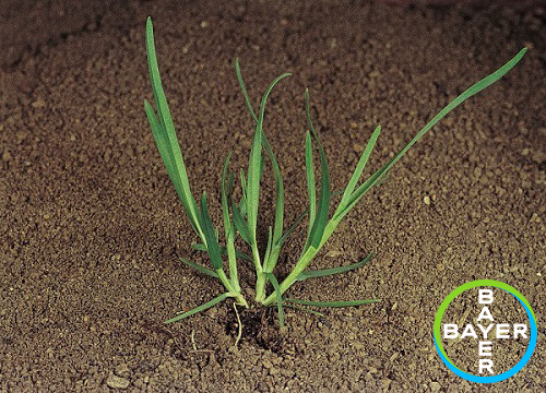 No.5 - Can you name this weed? Comment below what you think the right answer is. @BASIS registered? Enter your answers here for a CP point: buff.ly/3wnnRxr #AWW21 <a href="/Bayer4CropsUK/">Bayer Crop Science UK</a> <a href="/BASFcropUK/">BASF Agricultural Solutions UK</a> <a href="/FarmingUK/">FarmingUK</a> @OnlineAgShow <a href="/Agri_Tech_E/">Agri-TechE</a>