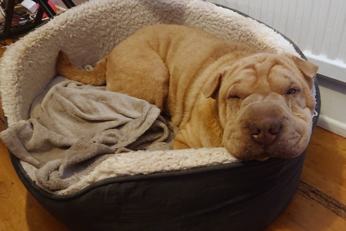 Prune_Dogg's tweet photo. It's my sixth gotcha day 🐶

How it started    How its going https://t.co/2yWQz7gDUv