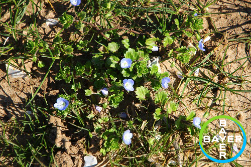CropTecShow's tweet photo. We’re now onto weed no. 6! Put your knowledge to the test, let us know what the weed is in the comments below! @BASISRegLtd registered? Submit your answers and claim your CP point! https://t.co/mKd1Ft3HFs #AWW21 @ArableFarming @Bayer4CropsUK #arablefarming #harvest21 #blackgrass https://t.co/7UjhWUZ3LP