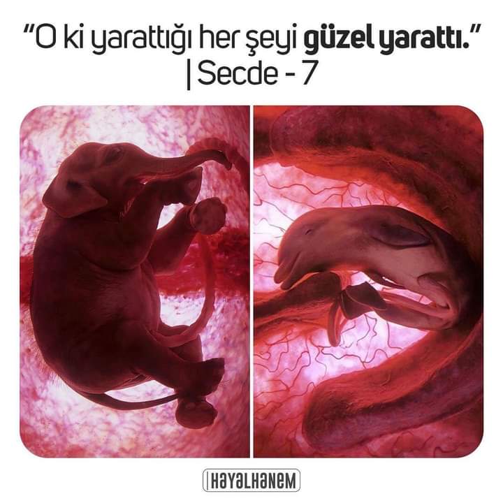 Fil ve yunus balığının 
anne karnındaki görüntüleri.
SubhanAllah..🍂