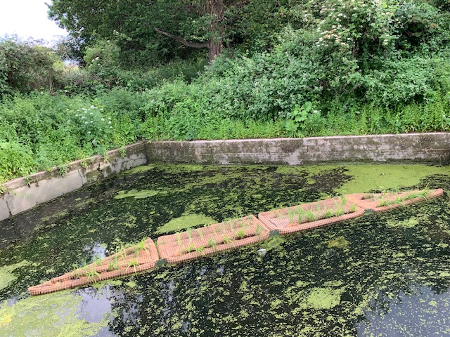 ILoveHanwell's tweet photo. Floating reed beds have been installed in the ponds at #Lock97 the plants and wildlife will flourish #HanwellHeron #HanwellLocks #Hanwell https://t.co/1fxPDaPr05