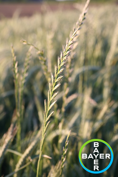 CropTecShow's tweet photo. Call yourself an arable farmer? Test your knowledge! We’re now onto #AWW21 weed no.7 - Comment your answer below! Or claim your BASIS point by entering your answer here: https://t.co/mKd1Ft3HFs #arable #harvestime #harvest21 #IPMWeedcontrol @FarmingUK https://t.co/I1qTAjgXbZ