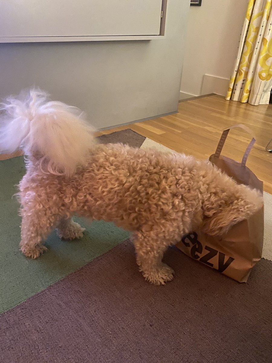 <a href="/weezycouk/">Weezy</a> it’s not just us hoomans who get excited about a Weezy delivery 🐶 🛍