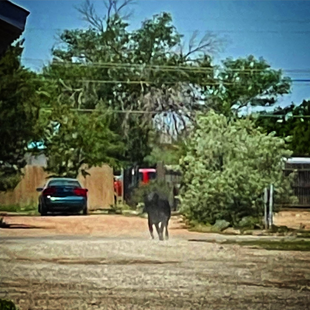 amandamarie105's tweet photo. A cow just ran down our sidewalk and into our alley. #CantMakeThisUp #RoswellNM #EscapeCow https://t.co/pNIcbpLFw4