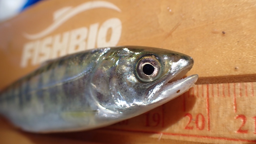 Fishbiology's tweet photo. #DYK that #temperature plays a critical role in #salmon behavior, survival, and ecology? Learn more about why scientists and managers are keeping a close eye on temps in CA Central Valley rivers in this weeks #FishReport: https://t.co/QqT53gR0IB https://t.co/ISLTtnFEQJ