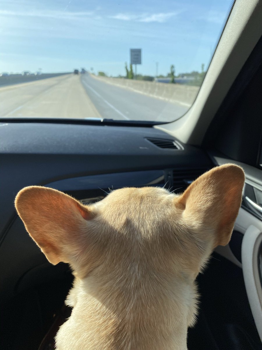 DebDeGroff's tweet image. #EarsToVets  Many thanks to @danielislandvet for the compassionate care they have given to Sophie.  #thegoodestvets. #can’t thank you enough.