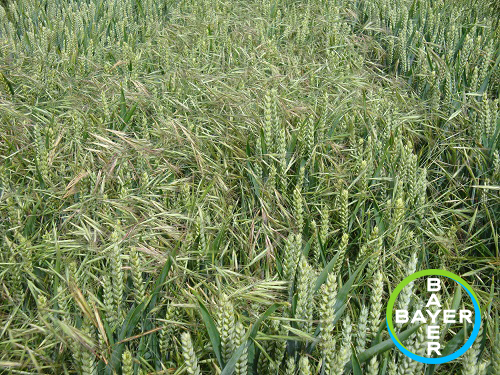 CropTecShow's tweet photo. Last but not least! Can you name the final weed in the quiz? Comment below what you think it is! @BASISRegLtd registered? Enter your answer here for your point: https://t.co/mKd1Ft3HFs #blackgrass  #farmlife #agriculture #farminguk @Bayer4CropsUK @TheVI_Tweets @niabgroup #AWW21 https://t.co/5sLsxyBs2J