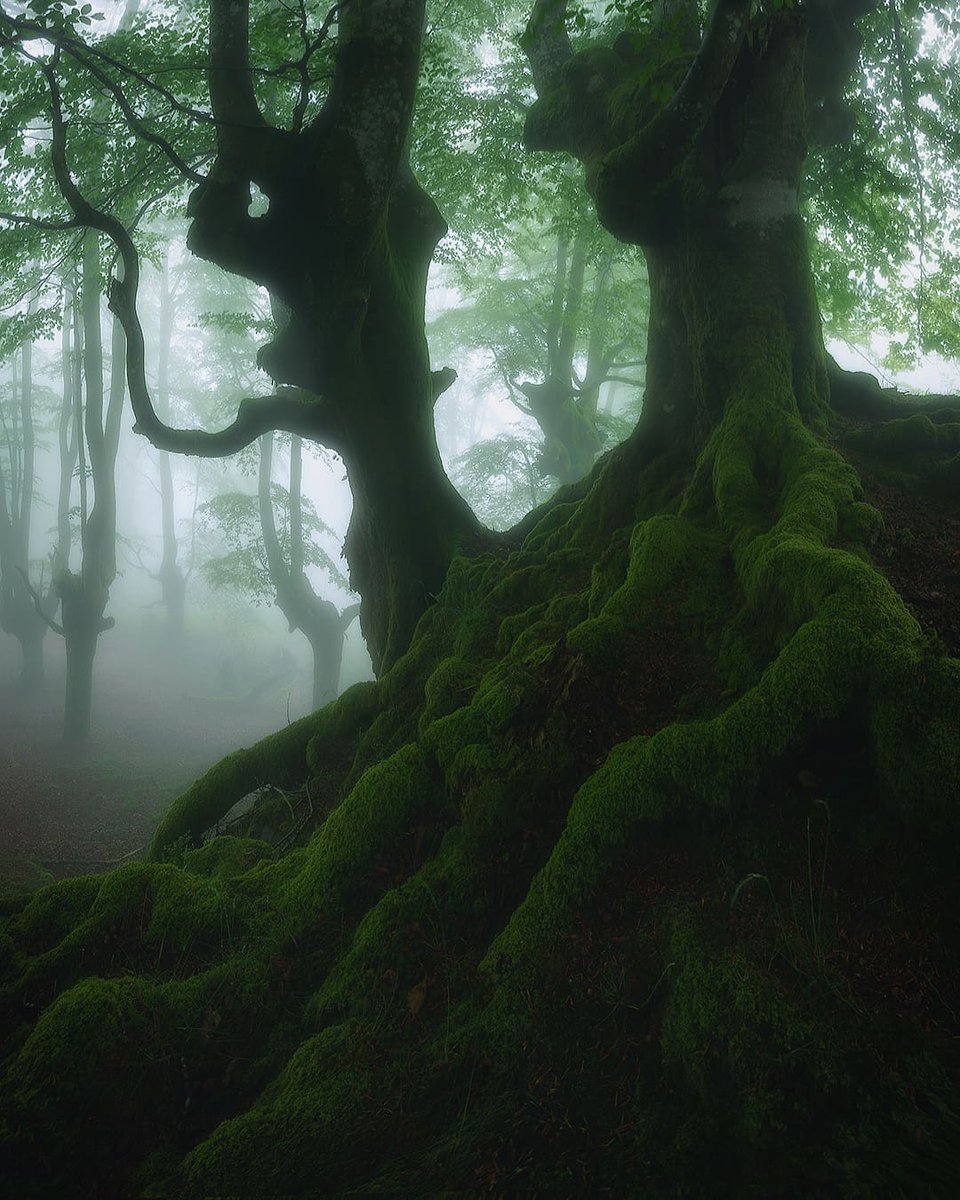 BasqueForests's tweet photo. @jarvinart @withFND Hi, here I present some of my photographs I'm a great passionate about forests and I love being able to start in this new world!! https://t.co/uDAbtKsEFB