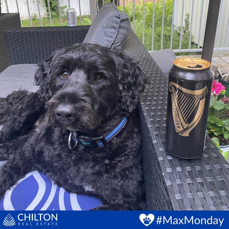 TheChiltonTeam's tweet image. 🐾 Max wrapped up the weekend with a Guinness! What's your go-to beverage in the Summer? Let us know in the comments 👇

#MaxMonday #PuppyLove #RuffPost #DogsAreTheBest #MyDogIsFunny #FloppyEars #Dogs #Dog #DogLover #DogFriendly #PortugueseWaterDog #LifeofMax #NotASponsor