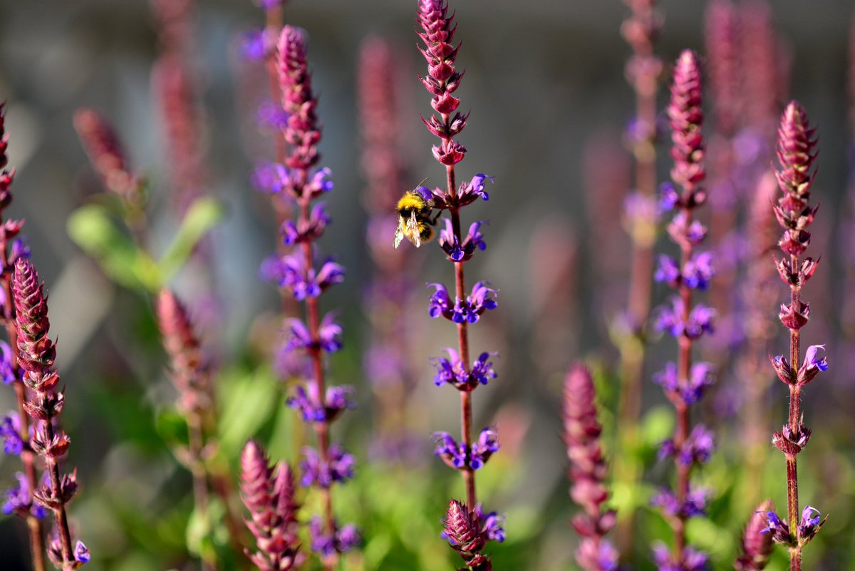 Pratab Ali tweet media