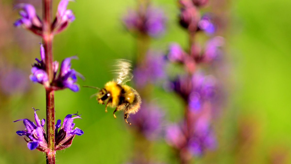 Pratab Ali tweet media