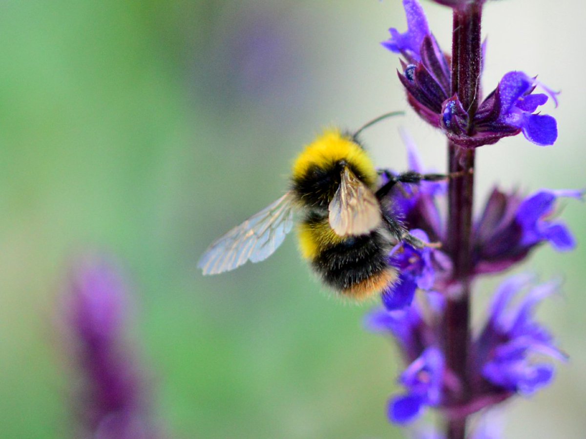 Pratab Ali tweet media