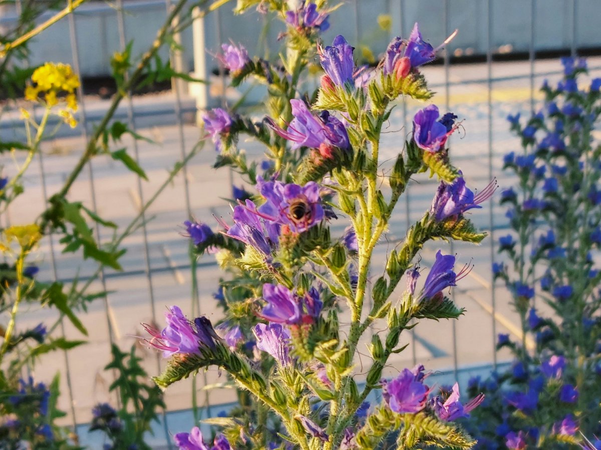 WarszawskiBlog's tweet photo. Pszczoły i trzmiele🥰🐝 Bees and bumblebees🥰🐝 #pszczoły #trzmiele #kwiaty #żmijowieczwyczajny #fioletowy #niebieski #stacjakolejowa #pkp #Kielce #bees #bumblebees #flowers #vipersbugloss #violet #blue #railwaystation #hometown https://t.co/wAXUq2MuTF