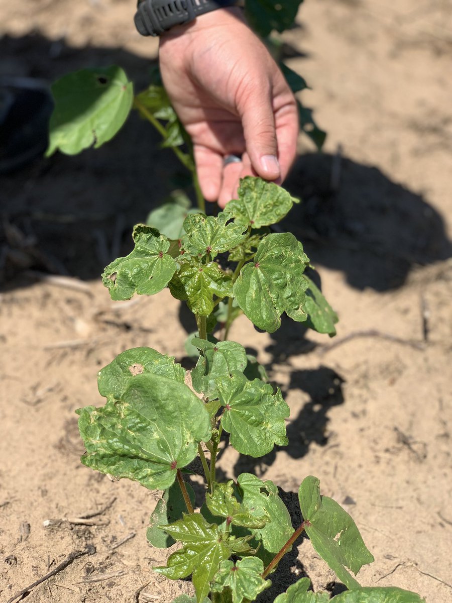 Mitch20's tweet image. #ShortCorn &amp;amp; #ThryvOn basking in their glory. 
-
-
#ComingSoon #WinningHasRoots #StrongCotton #B3XF #Deltapine