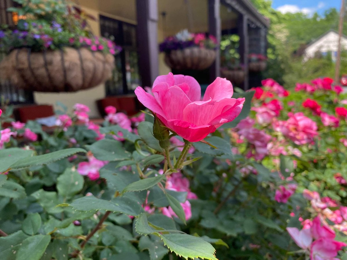 Gorgeous &amp; relaxing afternoon at the inn. 🌹😊

#thesettlersinn #hawleypa #poconomtns #roses #poconos #poconoproud #spring #SpringItOnPA #springvibes #stayselect #historichotel #SettlersHospitality #discovernepa #delawarehighlands