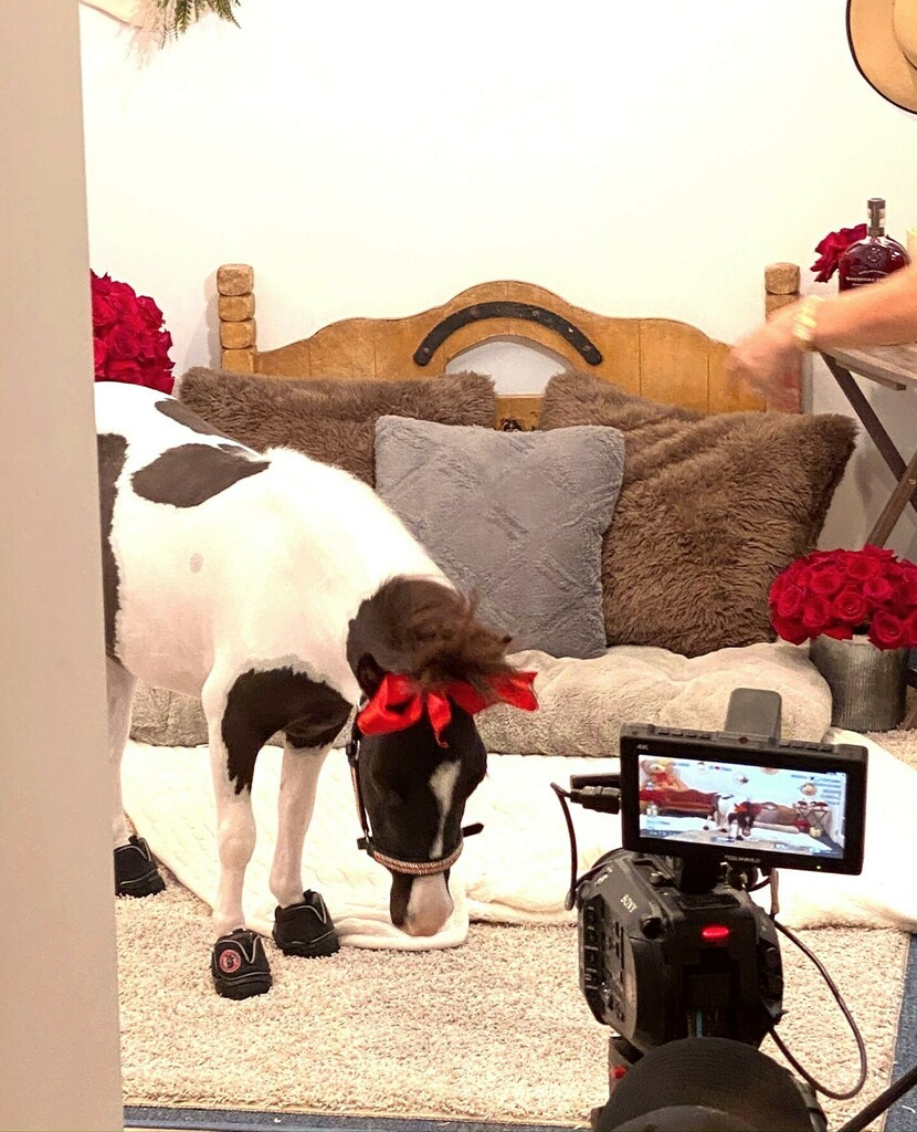 LocationConnect's tweet image. Flashing back to when Emmy was a star for the day! ❤️ Are your animals camera shy?⁠
⁠
⁠
⁠
⁠
⁠
⁠
#kentuckyderby #filming #livestream #filmingday #filminglife #filminglocation #filming🎬 #cuteanimalpics #tinyhorse #therapyhorse #therapyhorses #minih… instagr.am/p/CQHI9_hgC3_/