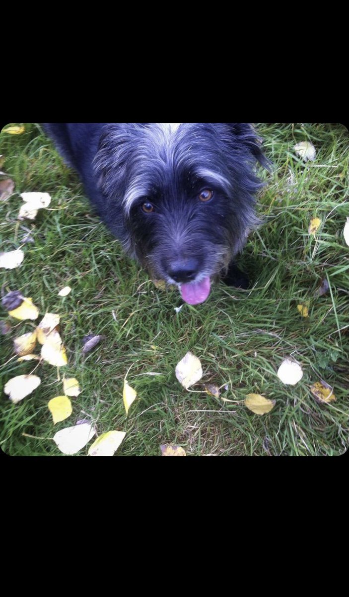 Alex the Dev tweet media