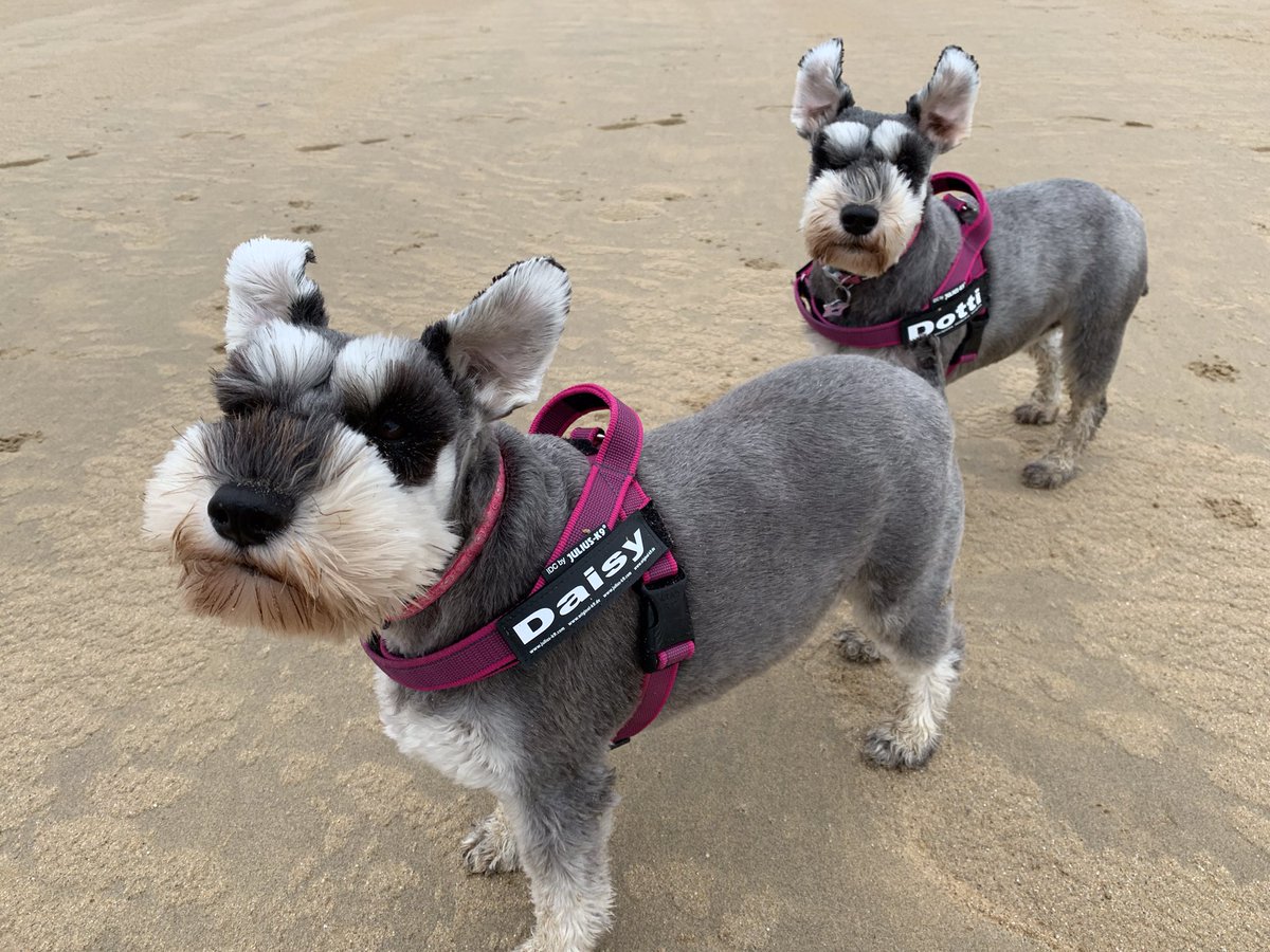 miaschnauzer's tweet photo. @bertie_lakeland Bertie some ladies do like to feel the breeze in their beards! Xxx https://t.co/av4TUshi9F