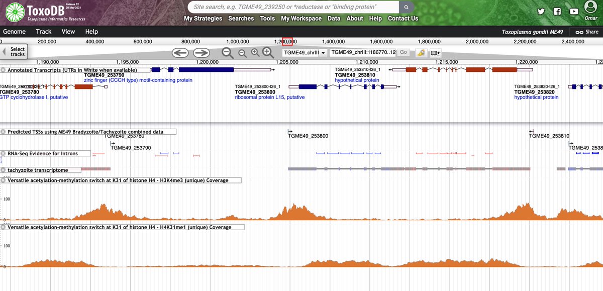 omartheharb's tweet image. I would recommend looking at data in #jbrowse on #ToxoDB @veupathdb.  There are a number of RNAseq datasets, #nanopore long read RNAseq from @sturalph &amp;amp; @drchristonkin, TSS predictions from @LouridoLab &amp;amp; @Benedikt_Markus &amp;amp; ChIPseq from @HAKIMIMohamedA1 tinyurl.com/2y29yhxe