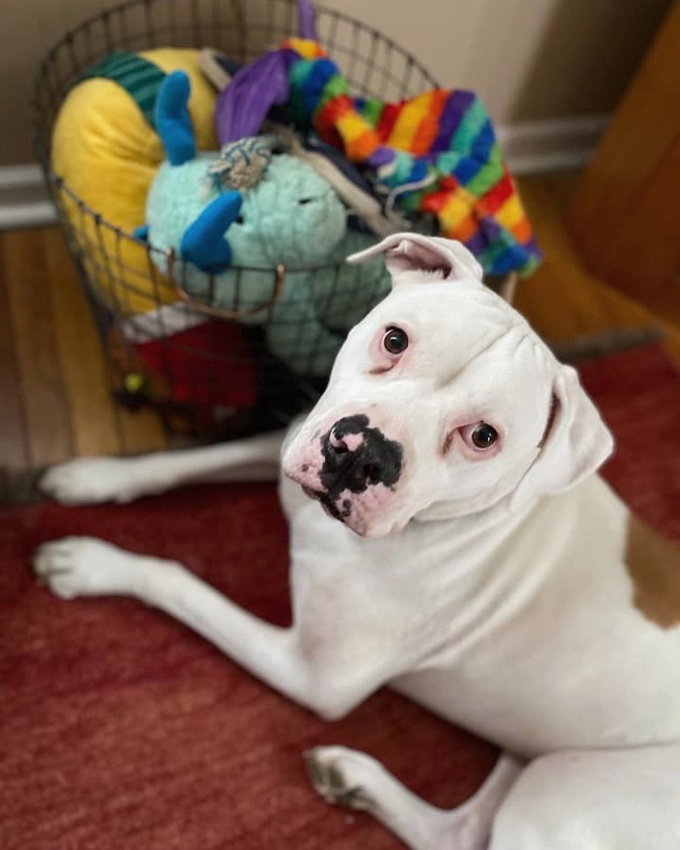 Rachael Ray tweet media