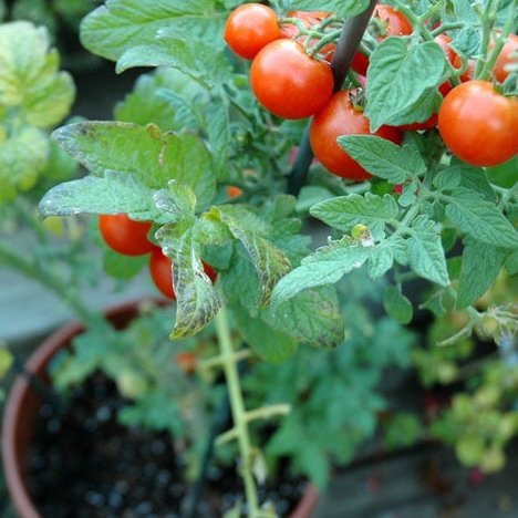 TopSpray's tweet image. FERTILIZING CONTAINER POTS
Soil, when in containers, loses its nutrients much faster than in the ground. Vegetable need lots of nutrients to provide an abundant harvest. So remember to add fertilizer for healthy and productive plants. #topspray