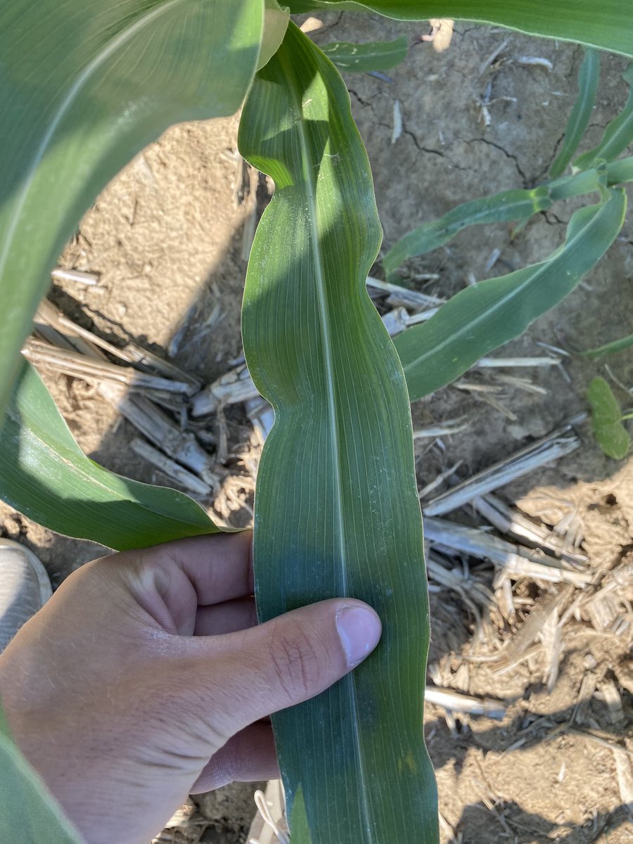 rvcinterns's tweet photo. Can you spot the difference? Today Aaron and Colin are out analyzing some sulfur deficiencies, which causes the yellow striping on the leaves. A shot of granular sulfur and this corn will look beautiful again! @RVCooperative @rvctabletalk #interntalk https://t.co/2eOeCzzm0X