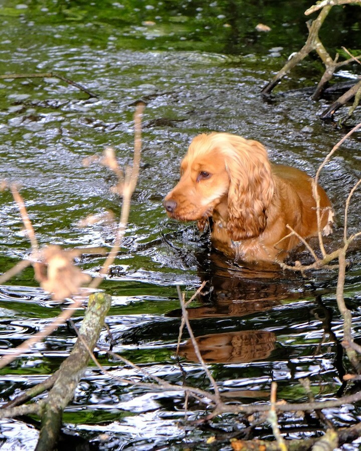 AlwdPhotos's tweet photo. Swim swim! #rescuedog #spaniel #saughall #sprocker #cockerspaniel #adoptdontshop #caessr #alwd #dogsofinstagram https://t.co/VZWo2OJiDj https://t.co/I1lAymLK65