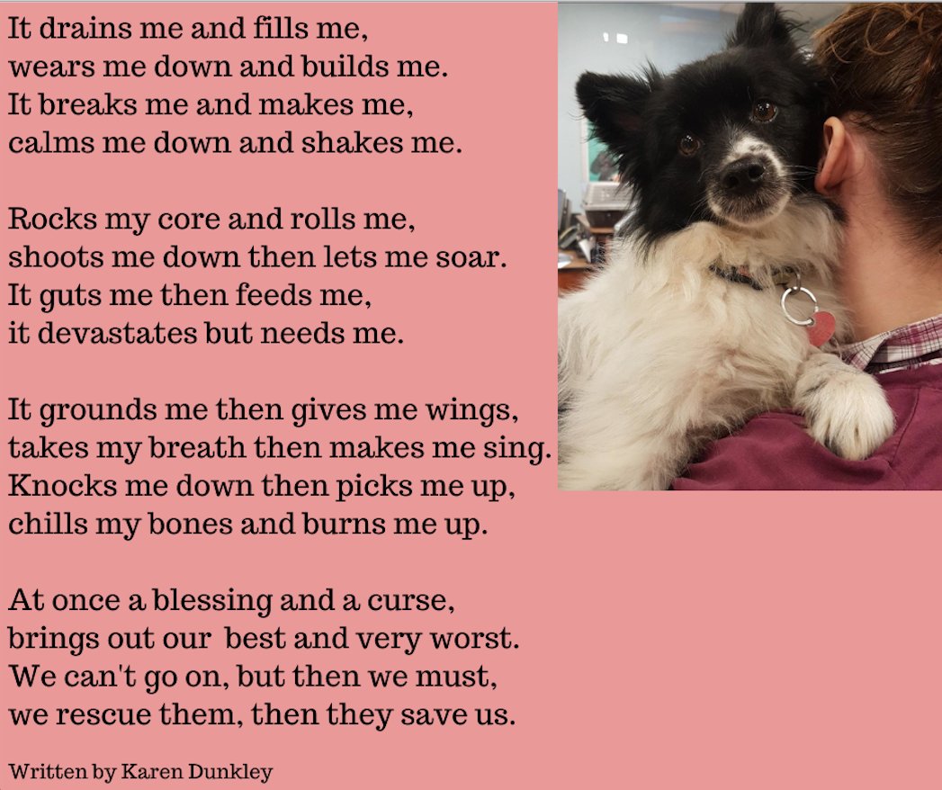 "We rescue them, then they save us."
Photo: Dogway Dog Rescue