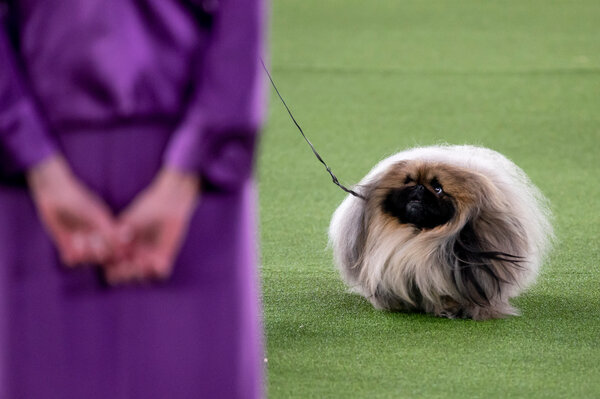 Star Trek fans cheered as yesterday, for the first time in history, a Tribble won the Westminster Dog Show.
#StarTrek #Tribble #WestminsterDogShow2021