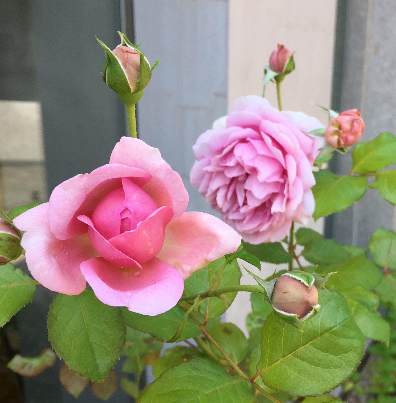 磐田市香りの博物館 中庭のローズポンパドールが咲き出しました 蕾も多いですが間引くほどではなさそうです バラ 薔薇 ローズポンパドール T Co Bod0empunx Twitter