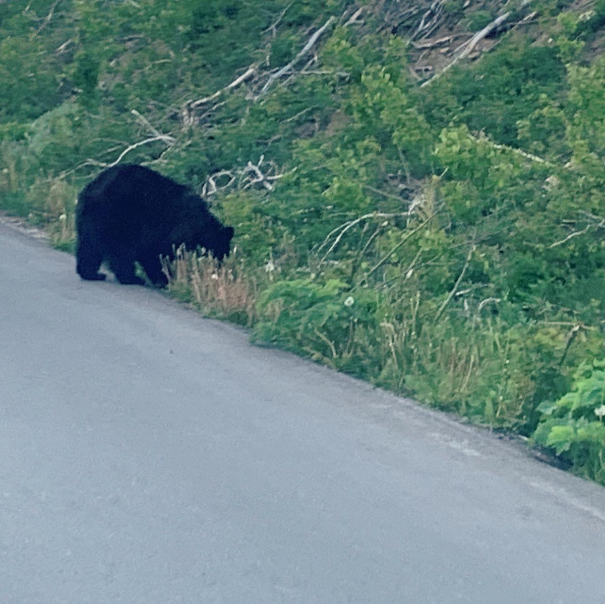 Hiking in Waterton Lakes……Found him!!!! <a href="/WatertonLakesNP/">Waterton Lakes National Park, Parks Canada</a>